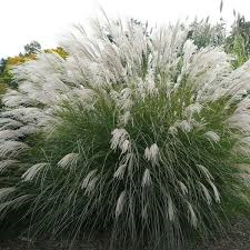 Miscanthus sinensis Gracillimus kopen Kalmthout